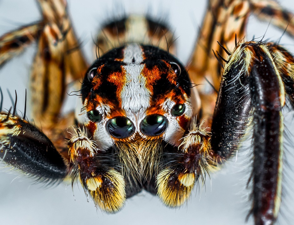 selvhjelpsboker-kan-redusere-frykt-for-edderkopper